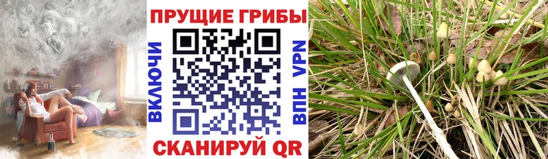 купить  цена  Луга  Галлюциногенные грибы MAGIC MUSHROOMS 